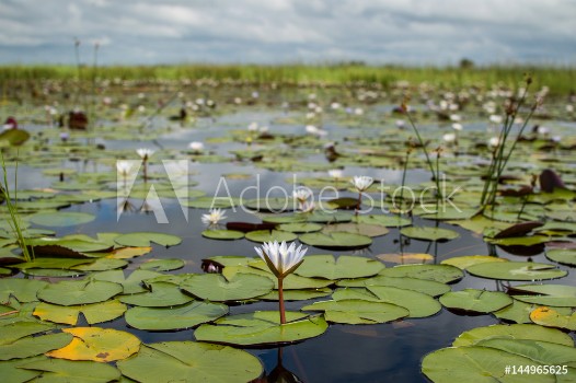 Bild på Water Lilies seen during a Mokoro Canoe Trip in the Okavango Delta near Maun Botswana